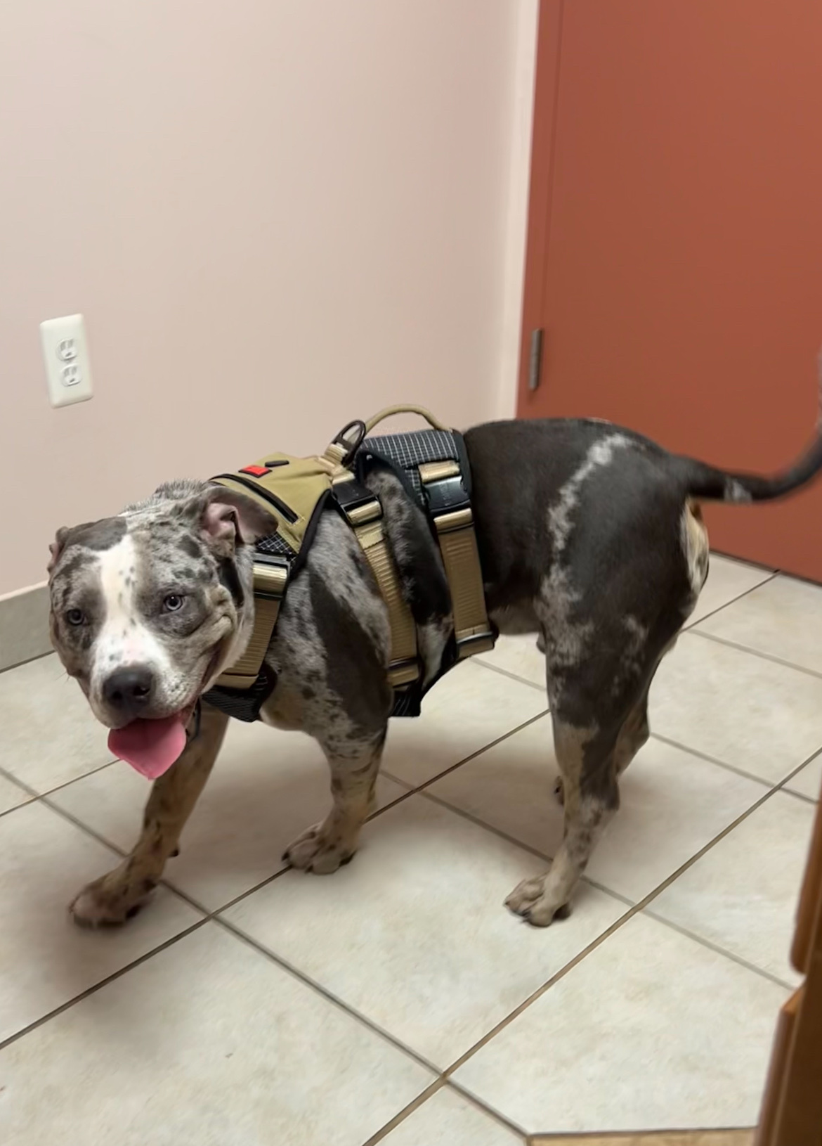 A W Animal Hospital — photo